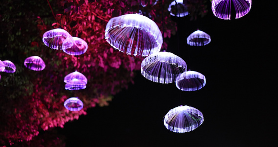挂在树上的水母灯视频