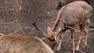 一只成年鹿正在地上寻找食物15秒视频