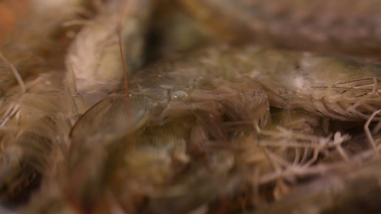 海鲜明虾对虾海虾视频