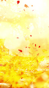 秋天枫叶飘落枫叶飘落视频视频