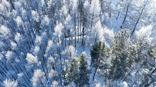 俯拍松树林雾凇雪景视频