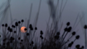 8K草丛月亮升起延时10秒视频