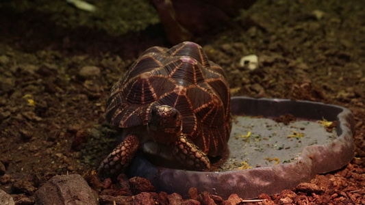 在成年海龟上缝合呼吸积极视频