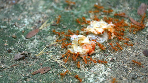 蚂蚁们协同工作把食物移到巢25秒视频