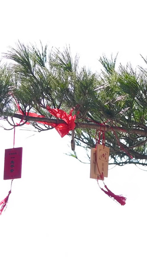 树枝上的祈愿牌老君山13秒视频