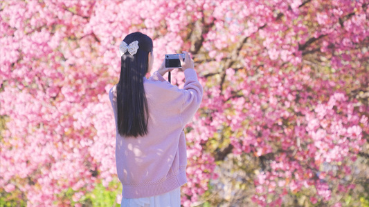 4K升格少女在樱花树下拍照视频