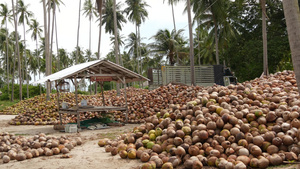 椰子农场有可用于油和纸浆生产的椰子11秒视频