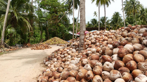 椰子农场有坚果可用于油和纸浆生产大堆成熟的分拣椰子16秒视频