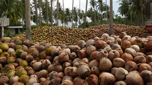 椰子农场有坚果可用于油和纸浆生产大堆成熟的分拣椰子11秒视频