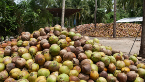 椰子农场有坚果可用于油和纸浆生产大堆成熟的分拣椰子9秒视频