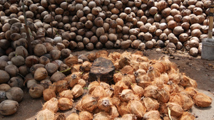 椰子农场有可用于油和纸浆生产的椰子11秒视频