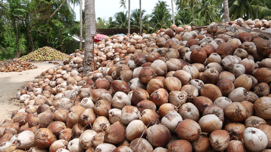 椰子农场有坚果可用于油和纸浆生产大堆成熟的分拣椰子视频