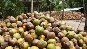 椰子农场分拣椰子13秒视频