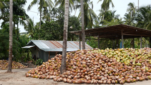 椰子农场有坚果可用于油和纸浆生产大堆成熟的分拣椰子18秒视频