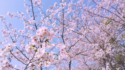 阳光下的樱花视频