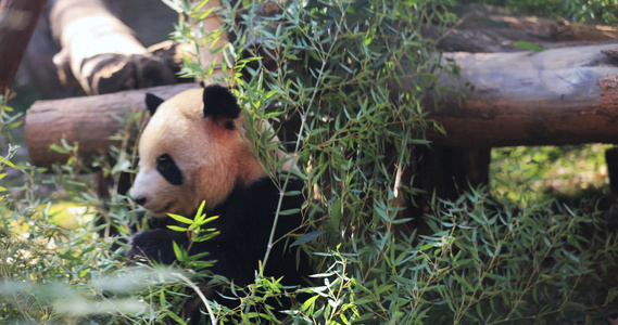 大熊猫吃竹子实拍视频