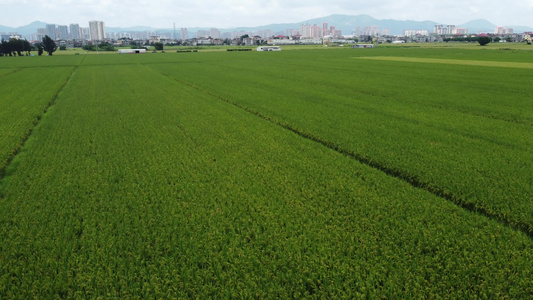 稻谷种植航拍稻苗大米视频