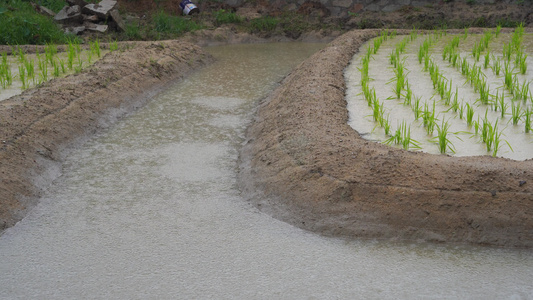 稻田 下雨 雨滴升格视频