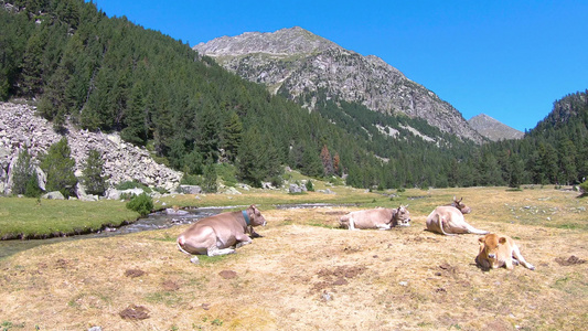 美丽的比利牛群山脉地貌牛群躺在高山草原上西班牙的加泰罗尼亚视频
