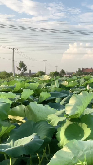 荷花绿色食物50秒视频