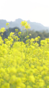 春天的油菜花油菜花田视频