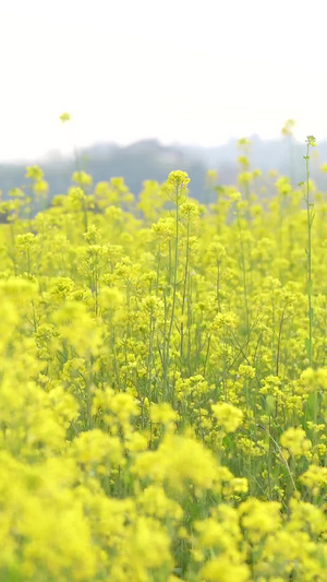 春天的油菜花春暖花开67秒视频
