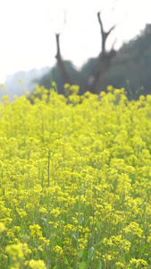 春天的油菜花油菜花田视频