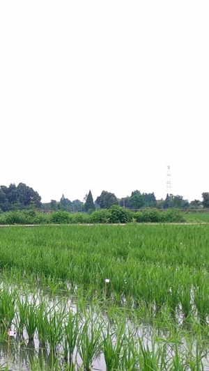 实拍农民在水田秧苗打药驱虫33秒视频