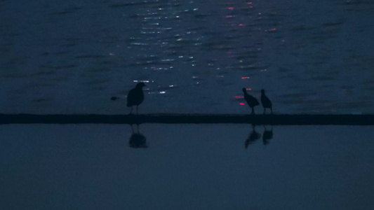湖面小鸟鸟类动物夜间出动偷偷摸摸一家人视频