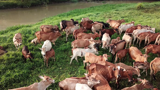母牛在马勒西亚呆在一起视频