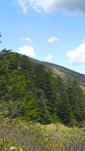 5A风景区神农架森林板壁岩景区延时合集视频