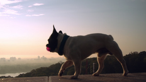 白公牛犬在下巴里拿着粉红玩具14秒视频