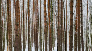 冬天的树从树干11秒视频