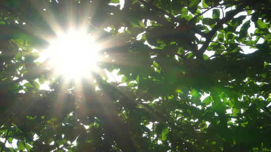 夏日阳光下的树木[酷夏]视频