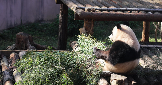 大熊猫吃竹子实拍视频