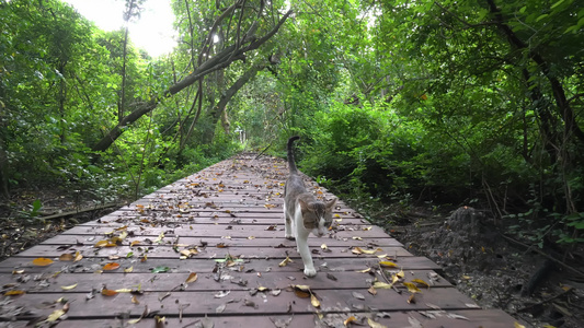 一只猫在木块上行走视频