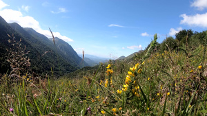 花朵美丽的山岳风景的景观16秒视频