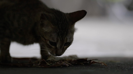 流浪猫喂食小猫吃鱼视频