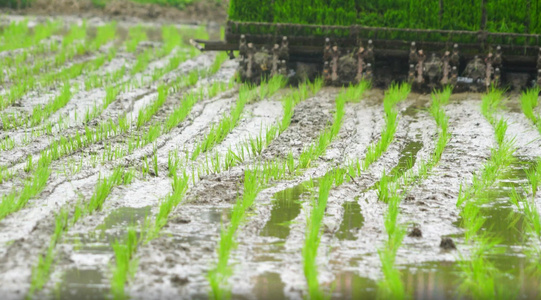 水稻耕种[旱稻]视频