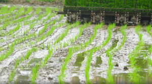 水稻耕种39秒视频