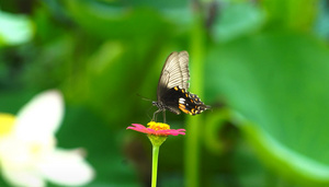 美丽的蝴蝶传播花粉25秒视频