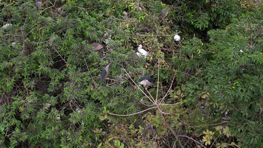 航拍树上栖息的鸟视频