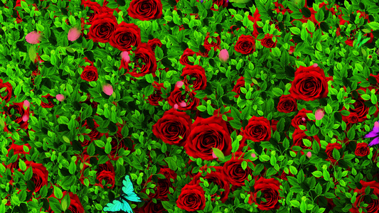 4K唯美的玫瑰花墙背景素材视频