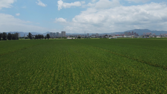 航拍农村稻田稻苗粮食视频