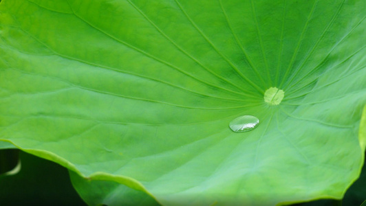 荷叶上的水珠视频