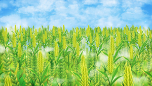 卡通小麦谷物稻谷插画小满节气背景40秒视频