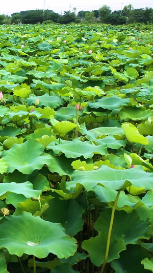 处暑荷花航拍荷花池83秒视频