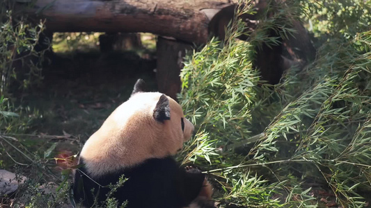 大熊猫吃竹子合集视频