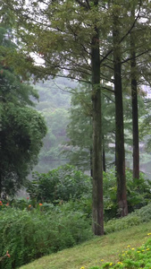 美女雨天游湖游公园女孩背影视频