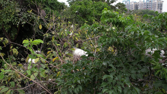 航拍树上栖息的鸟视频